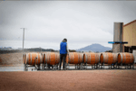 Linear Gamay Noir 2023 (6 Bottles) Tumbarumba - Image 4