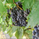 Linear Gamay Noir 2023 (6 Bottles) Tumbarumba - Image 3