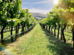 Linear Gamay Noir 2023 (6 Bottles) Tumbarumba - Image 2