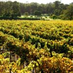 Thompson Estate Four Chambers Sauvignon Blanc 2022 (12 Bottles) Wilyabrup, Margaret River - Image 3