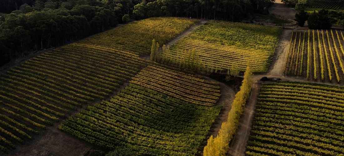 Barratt Wines