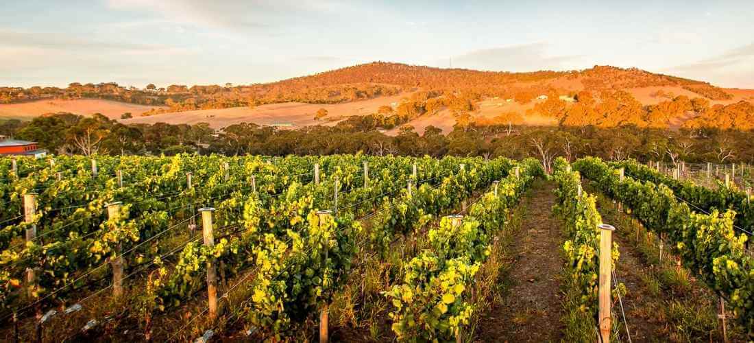 Ngeringa Vineyards