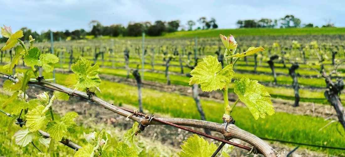 Shut The Gate Wines
