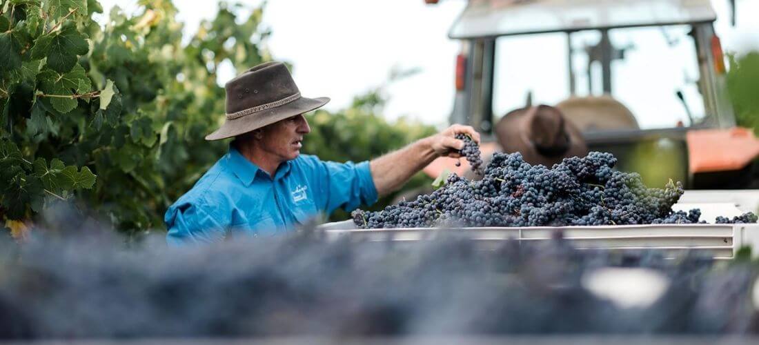 Indigo Vineyard