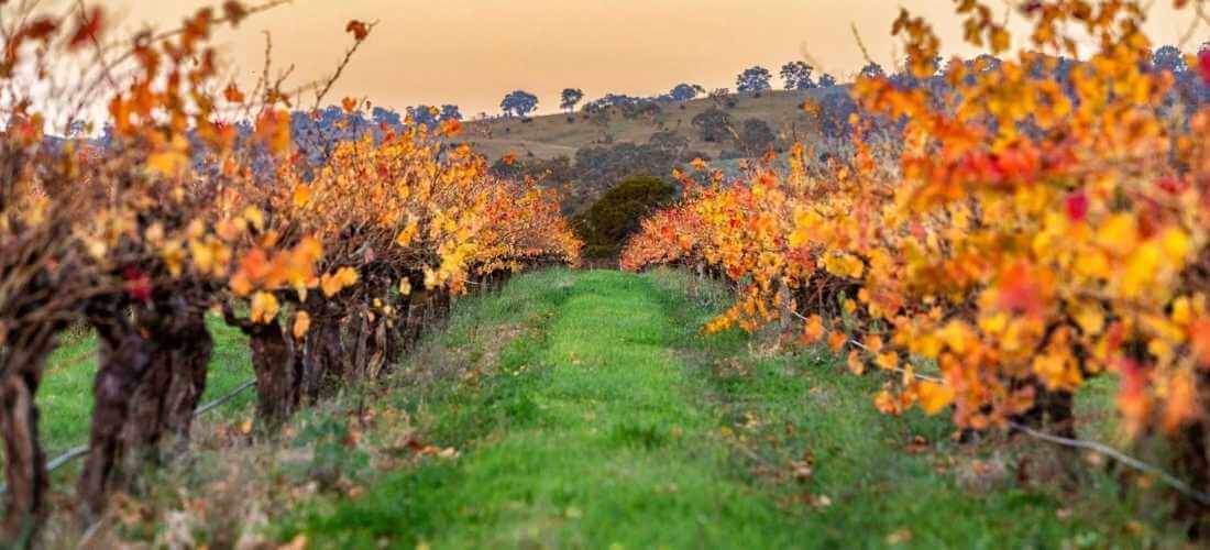 Teusner Wines