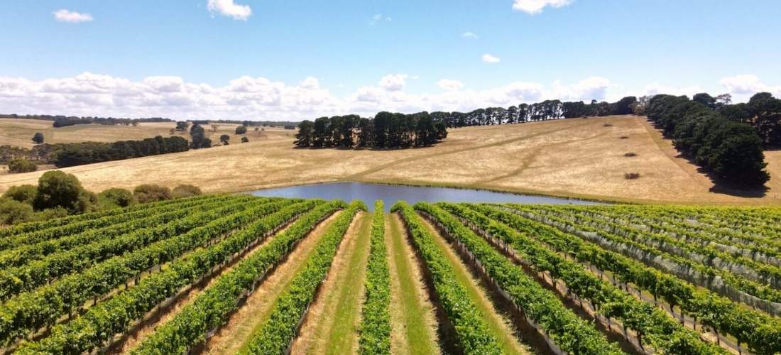 Vintage Wine Co