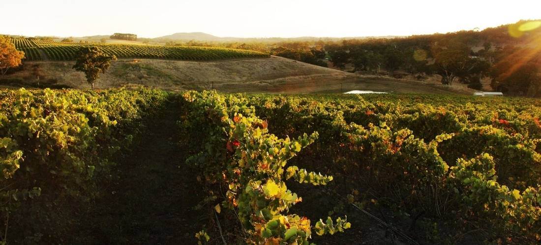 Tomich Wines