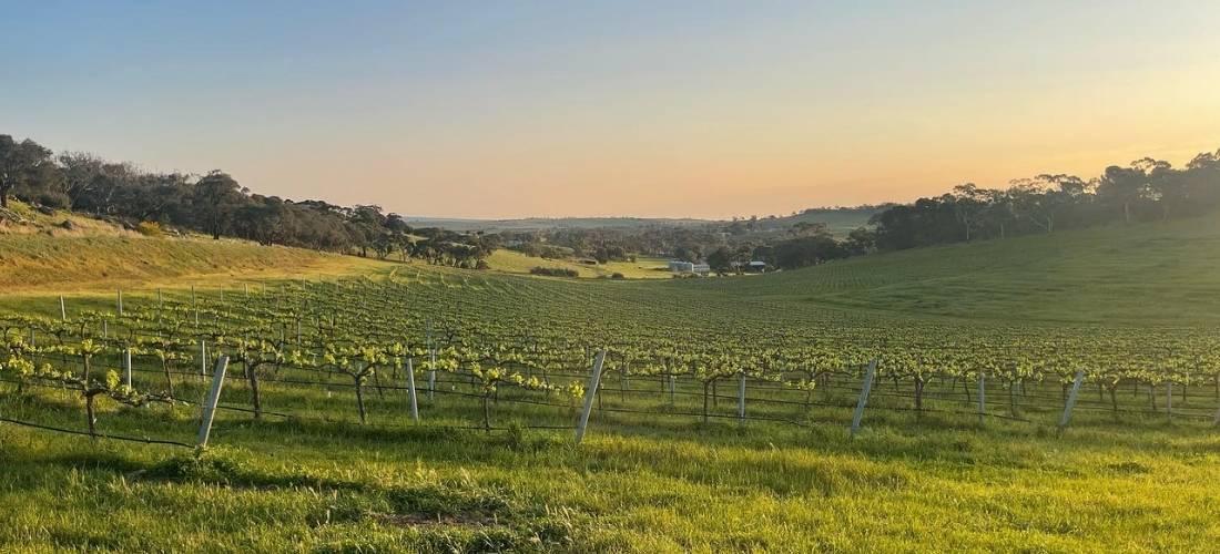 Tin Shed Wines
