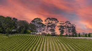 Anderson Hill