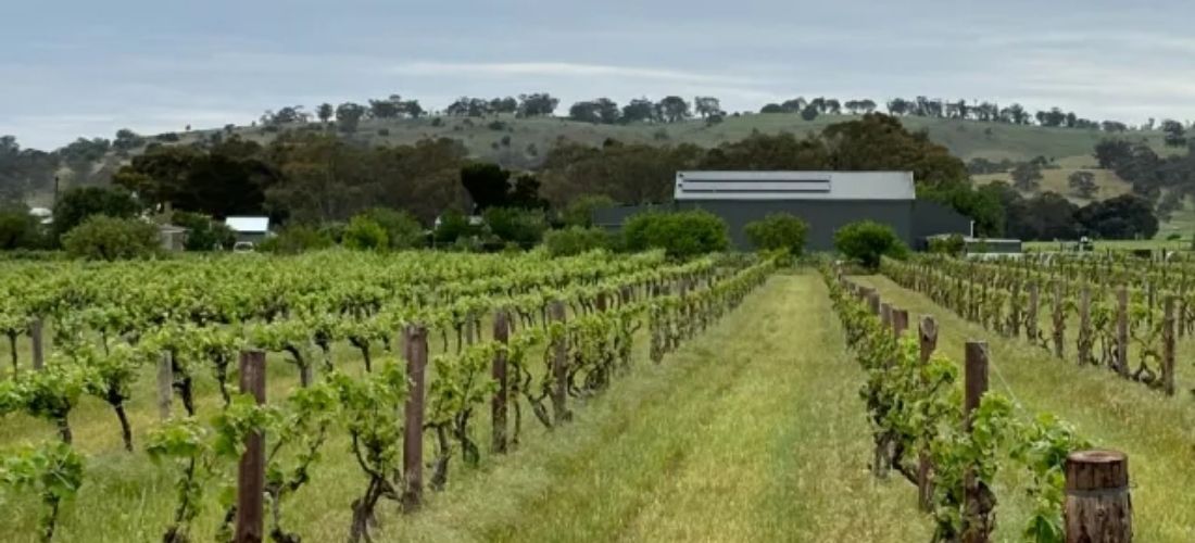 Smallfry Wines