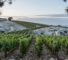 Limestone coast winery