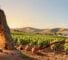 wine information