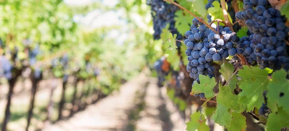 Nangkita Vineyard Estates